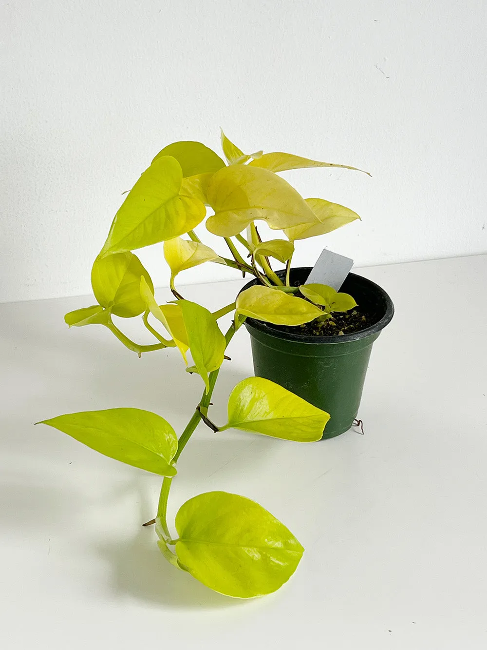 Neon Pothos