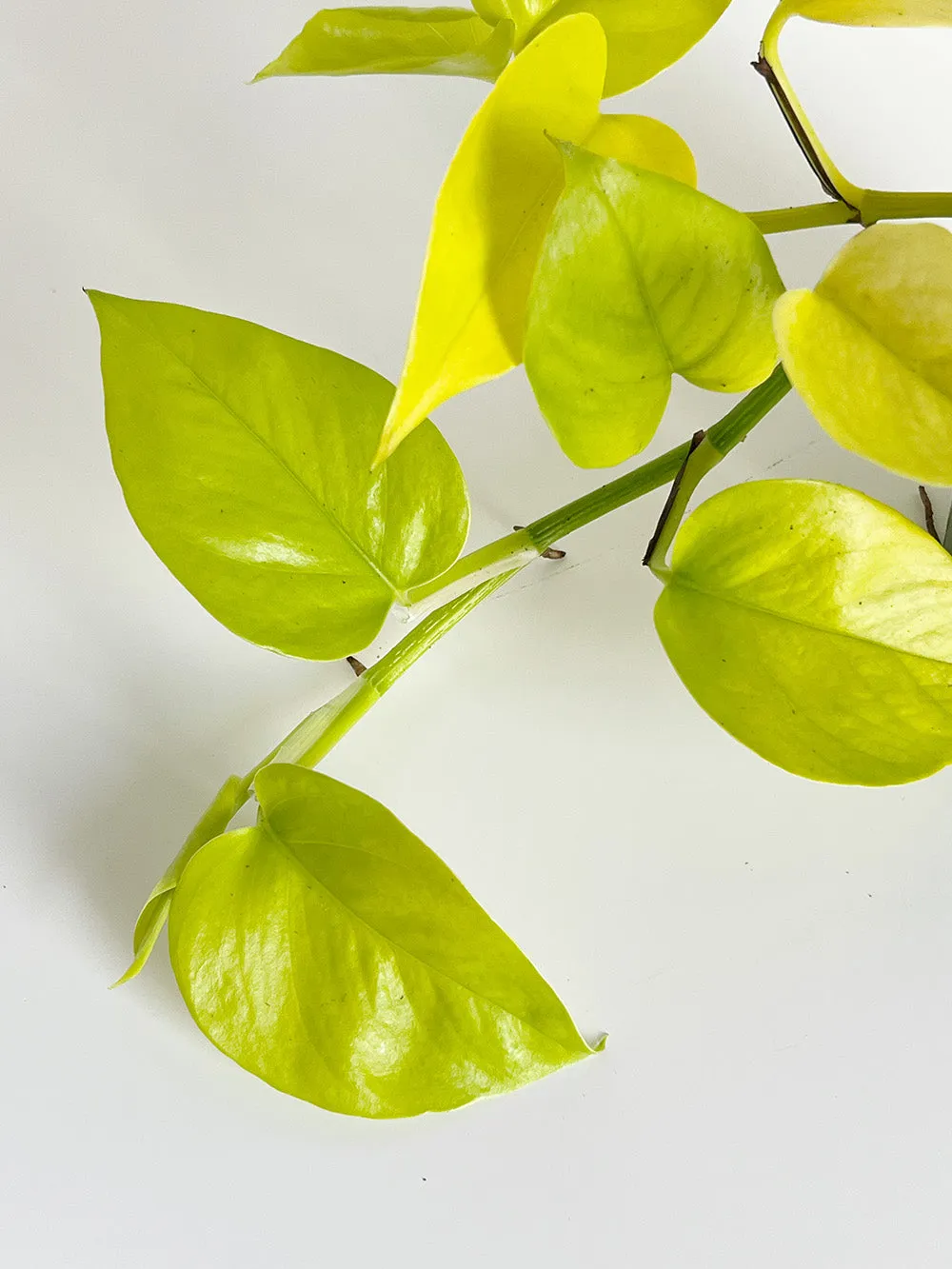 Neon Pothos